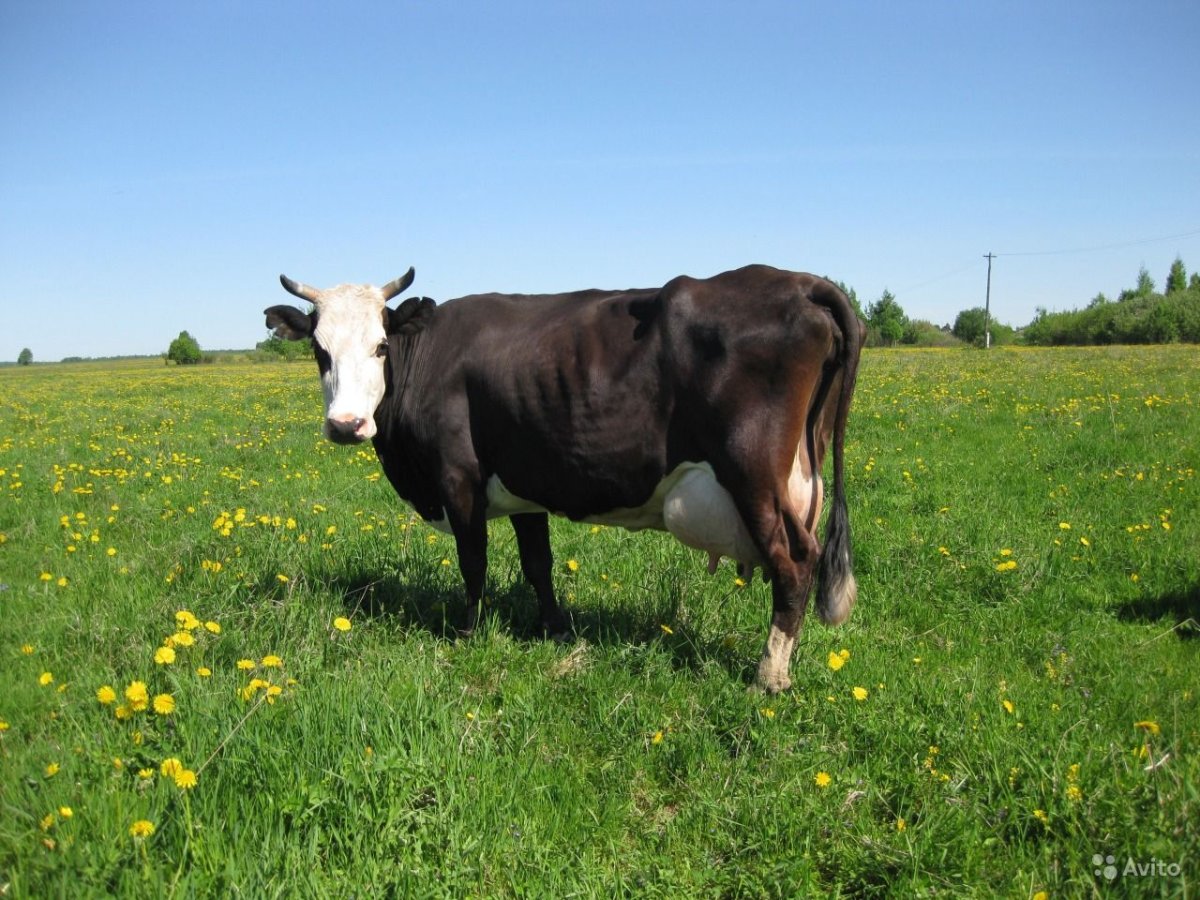 Порода коров Ярославка