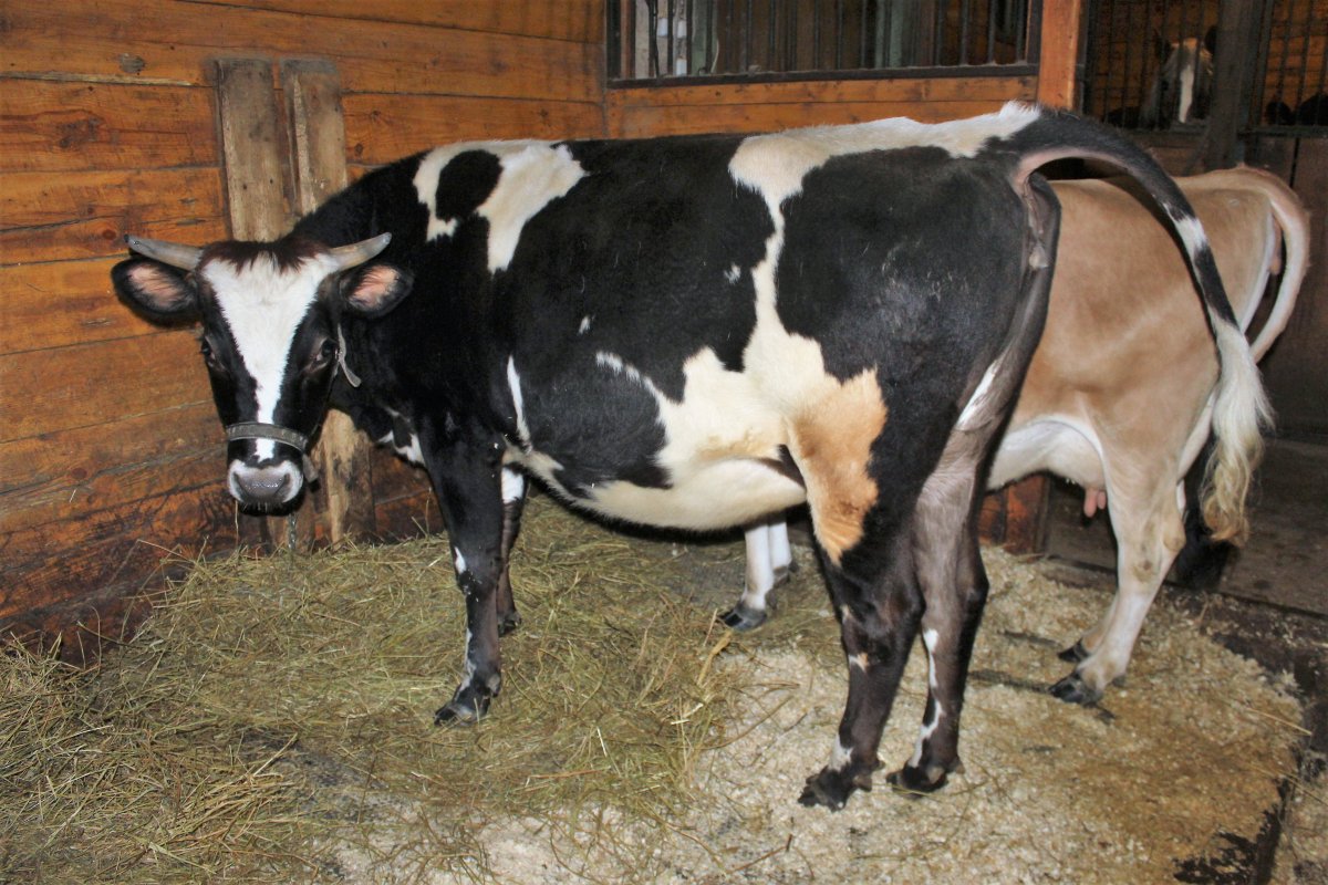 Корова Ярославской породы в сарае