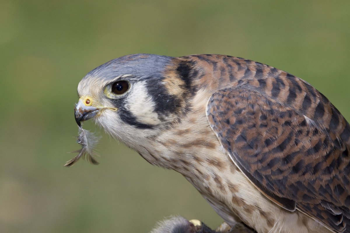 Обыкновенная пустельга птенец