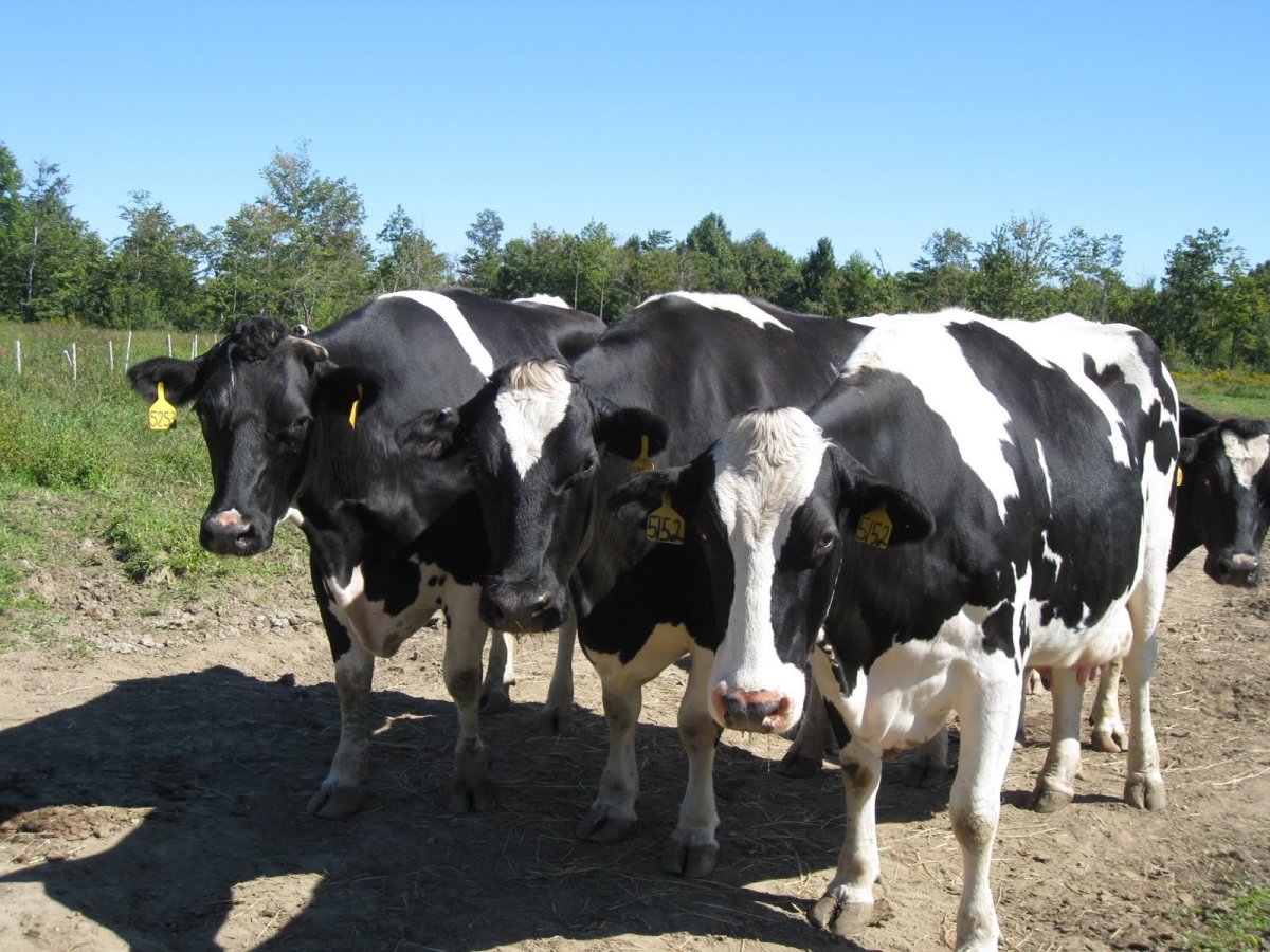 Породы КРС Ярославской породы