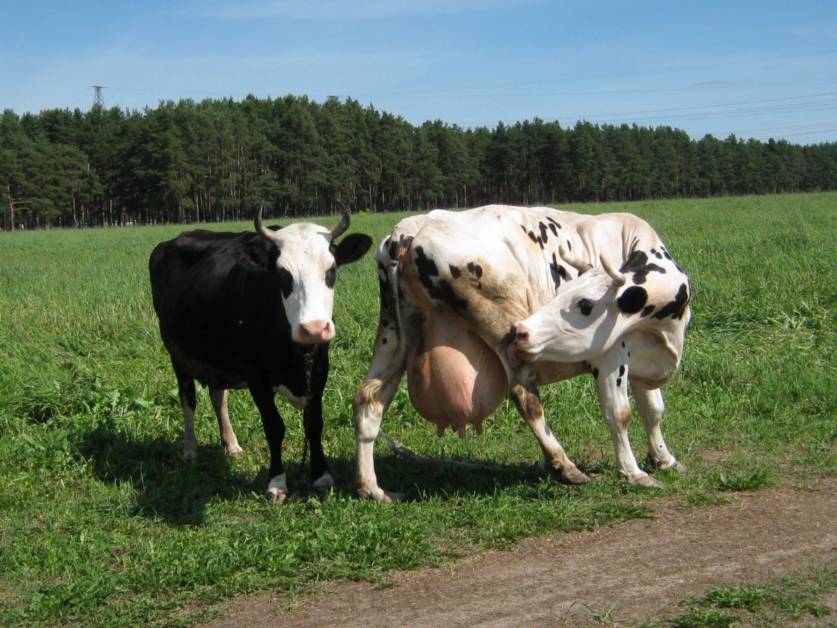 Коровы Ярославской области