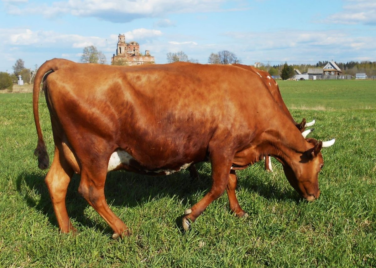 Бестужевская порода скота