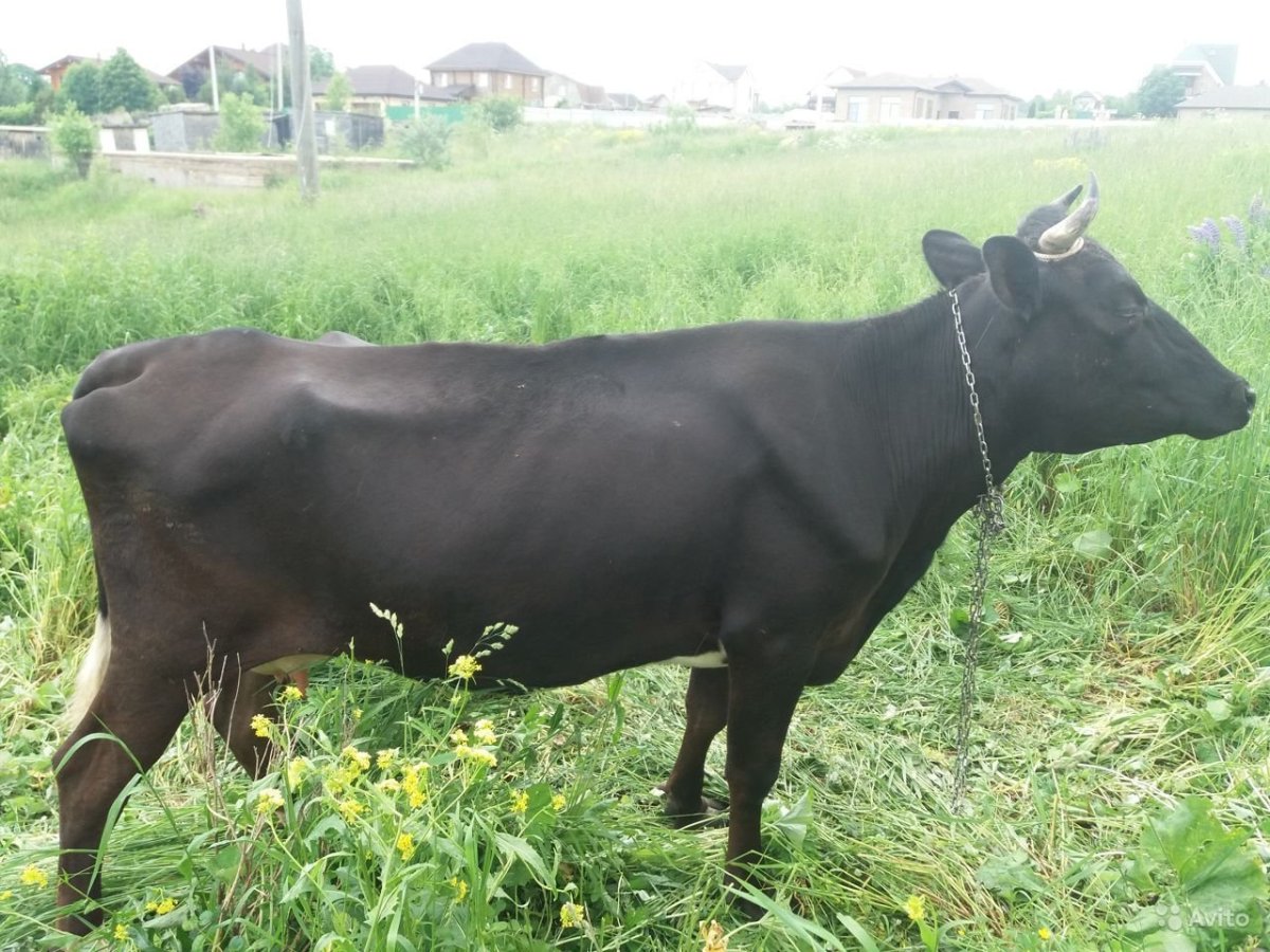 Ярославская порода коров