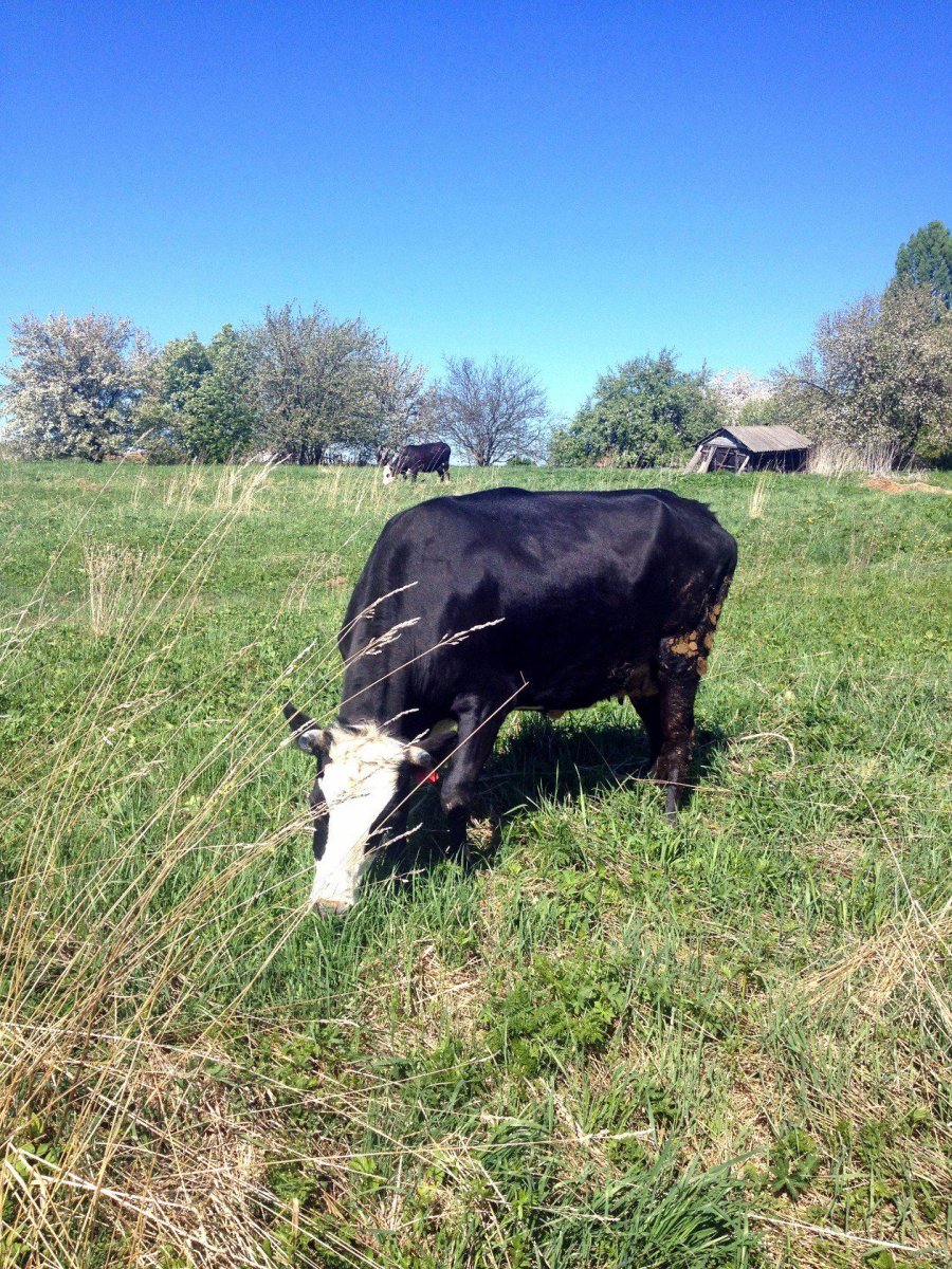 Ярославская корова