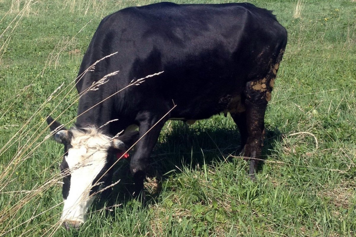 Телка Ярославской породы