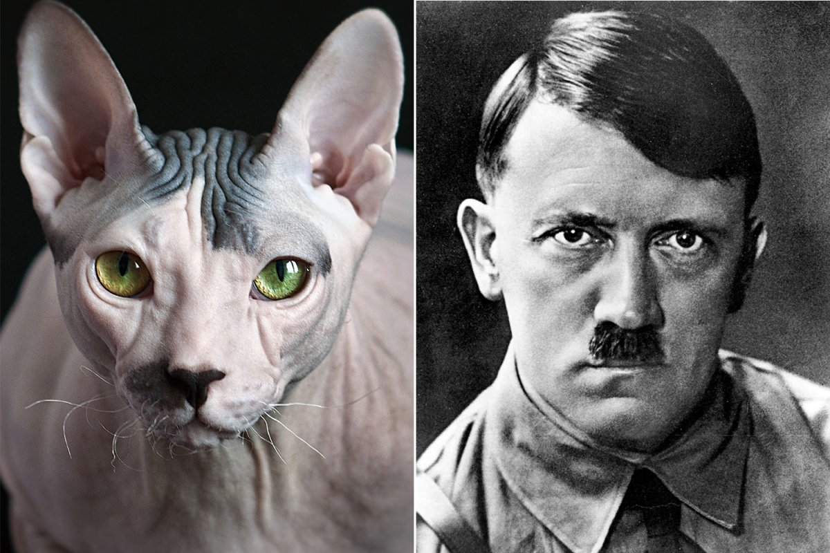 Парная ава коты