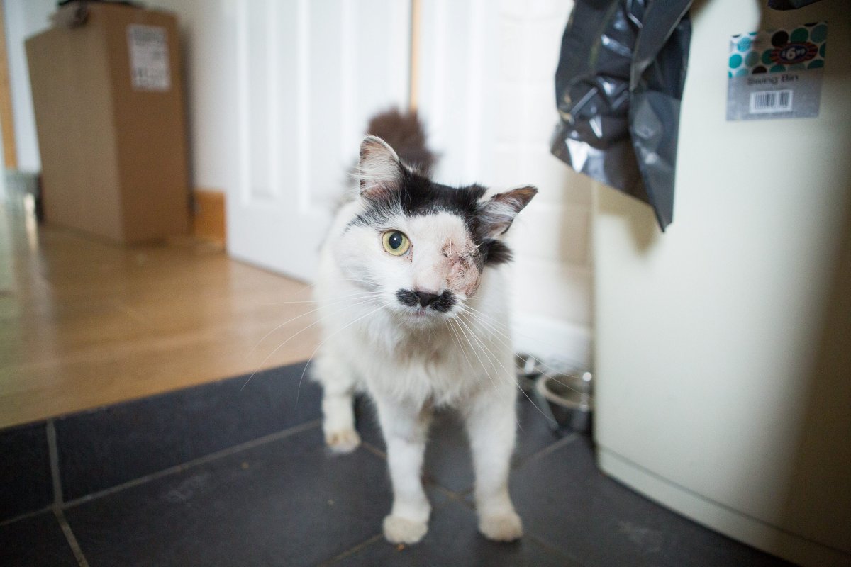 Что-нибудь для кошки Адольф