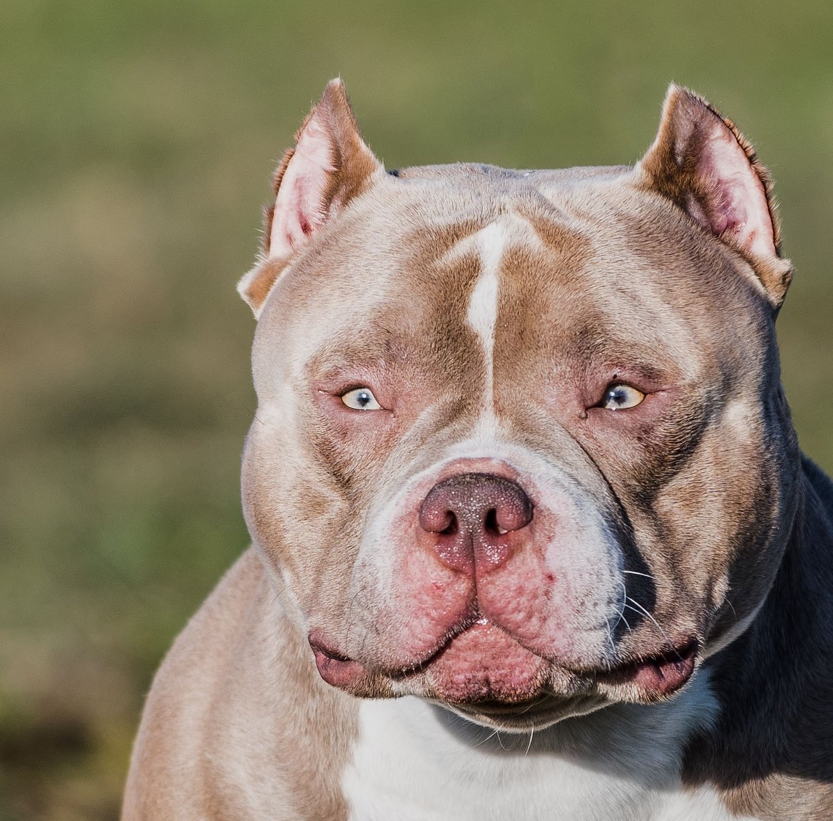 Американский стаффордширский булли