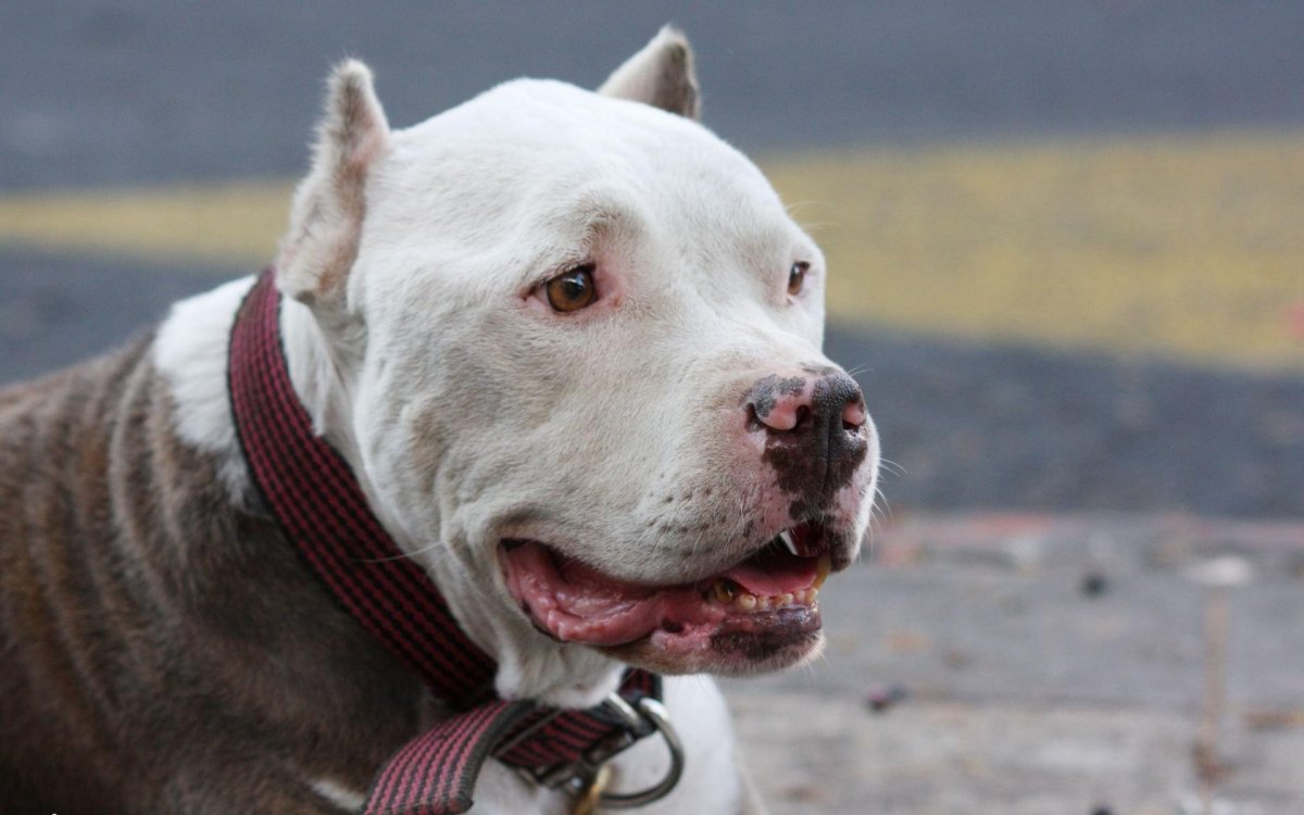 Американский питбультерьер белый