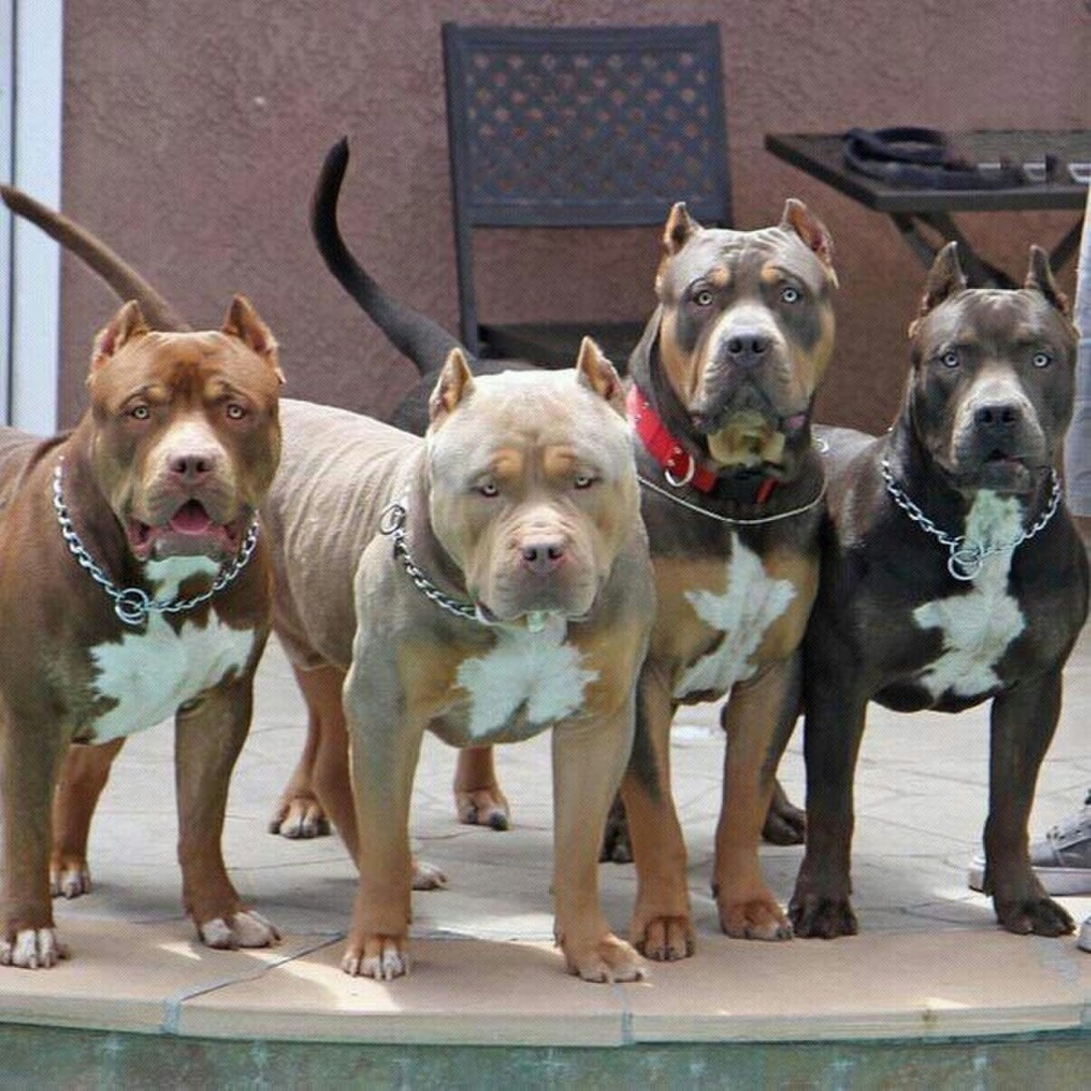 Бойцовские породы собак