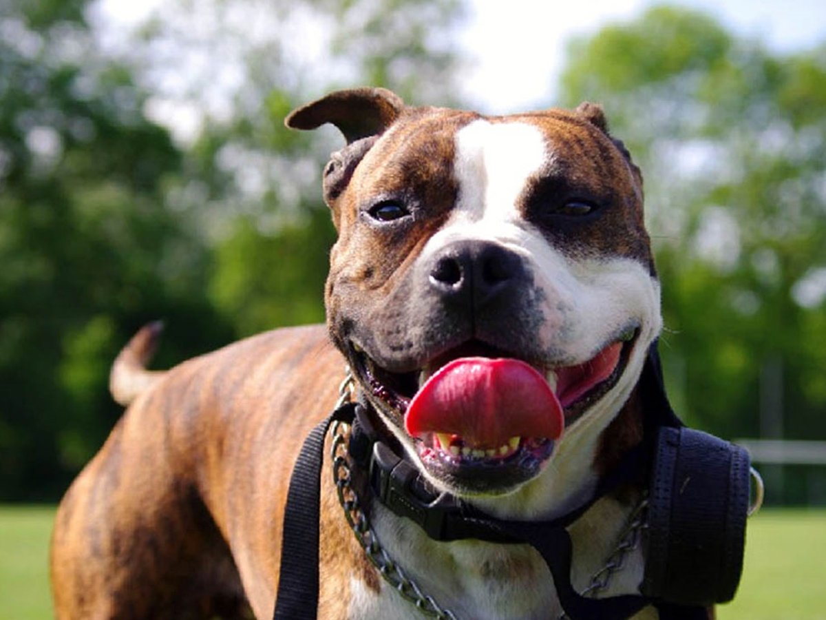 Американский стаффордширский терьер злой