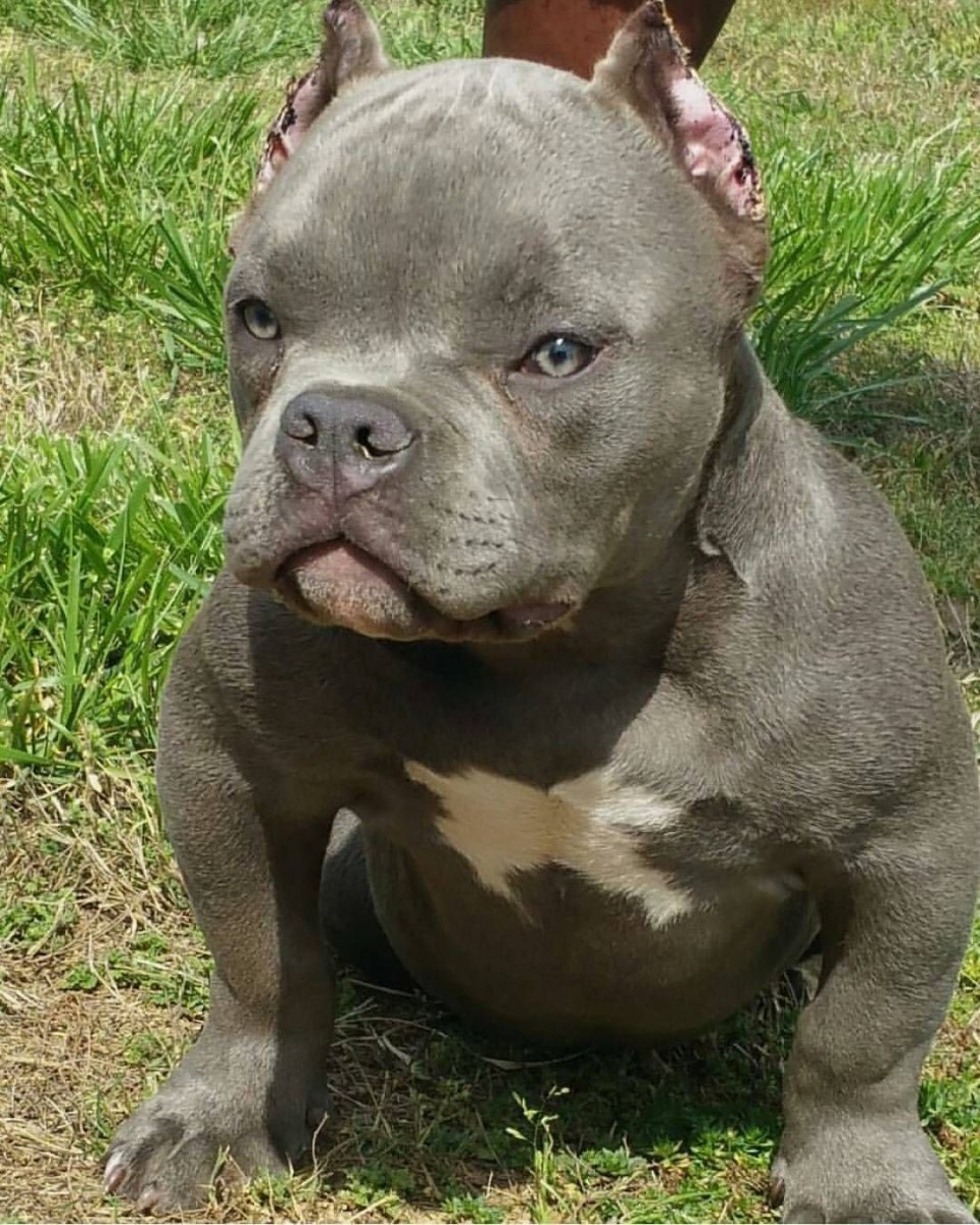 Питбуль американский питбультерьер