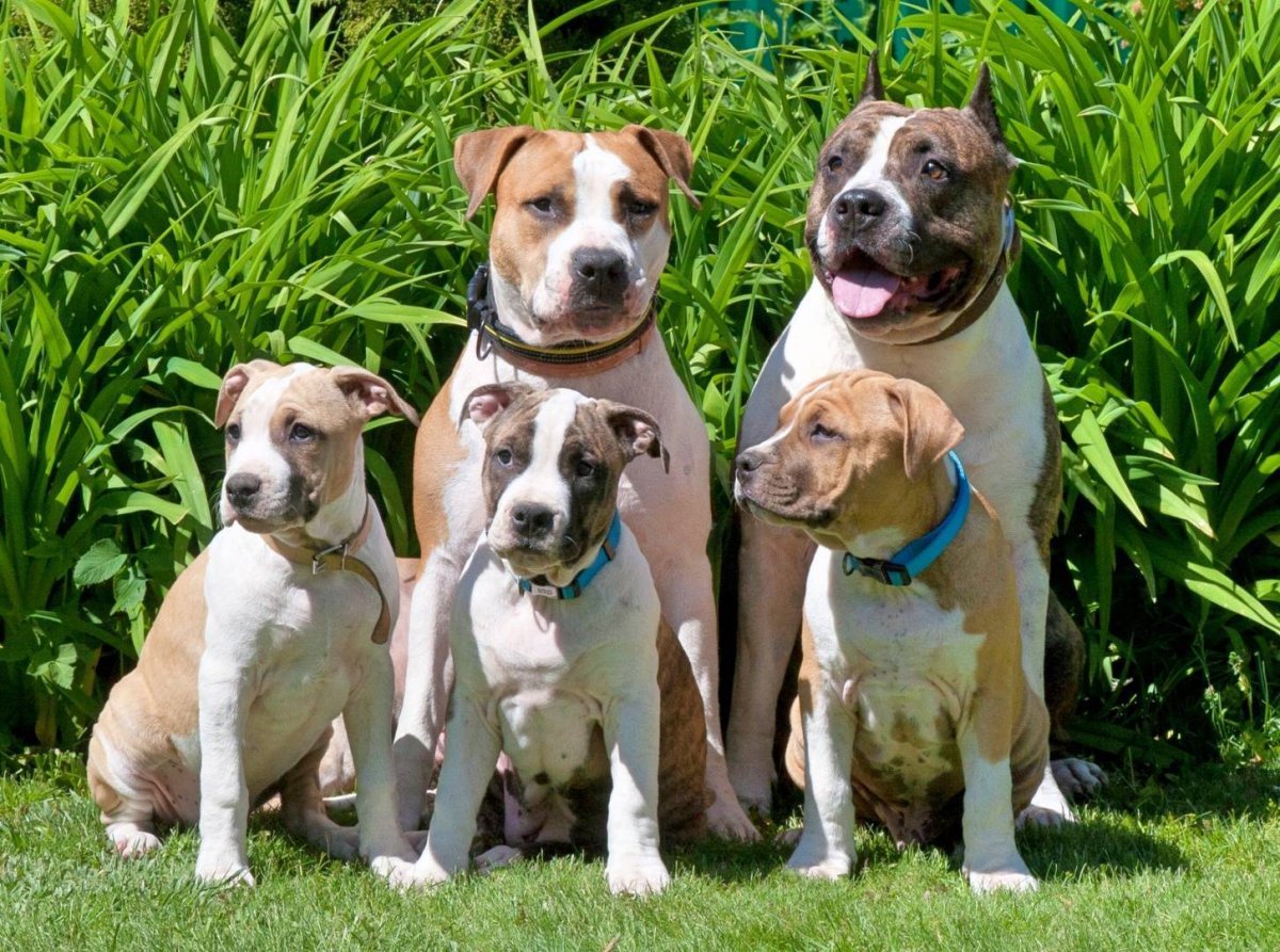 Питбуль мертвая хватка