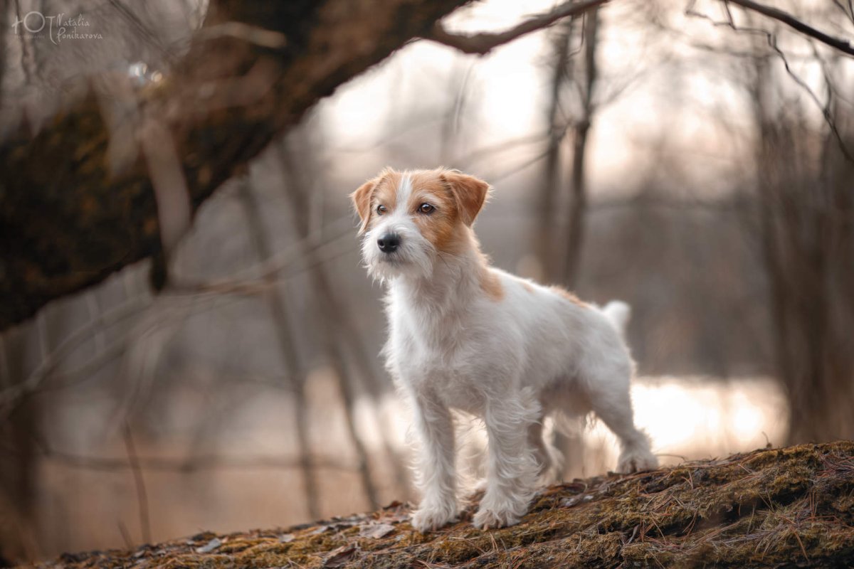 Джек-Рассел-терьер жесткошерстный