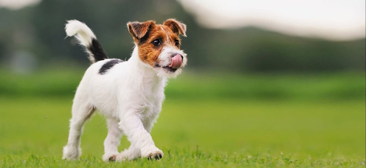 Джек Рассел Брокен фото