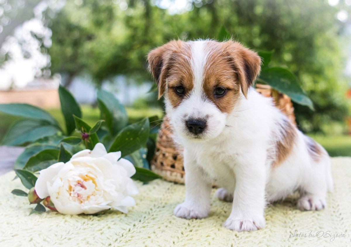 Джек Рассел длинношерстный