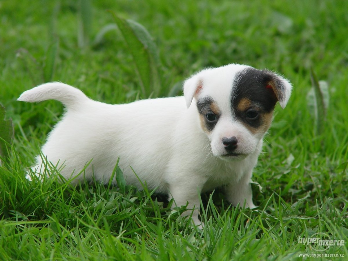 Грустный Джек Рассел терьер