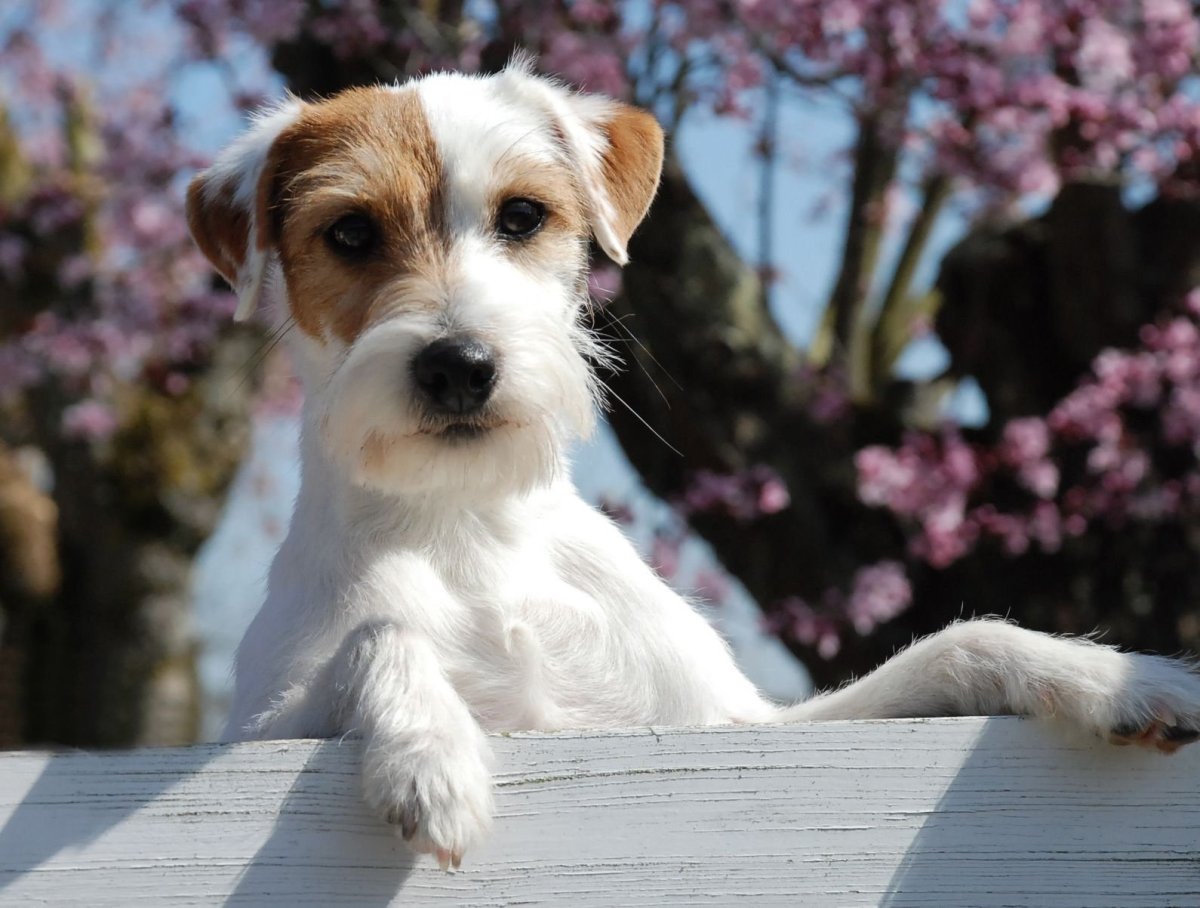 Джек-Рассел-терьер Брокен щенок