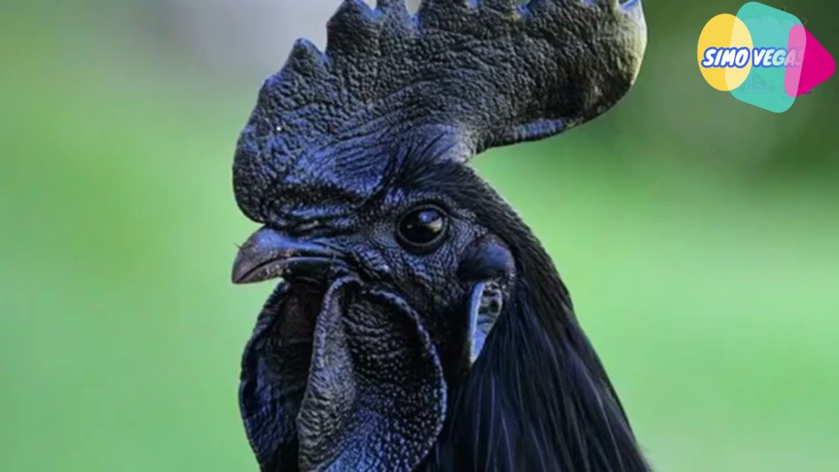 Сон черный петух