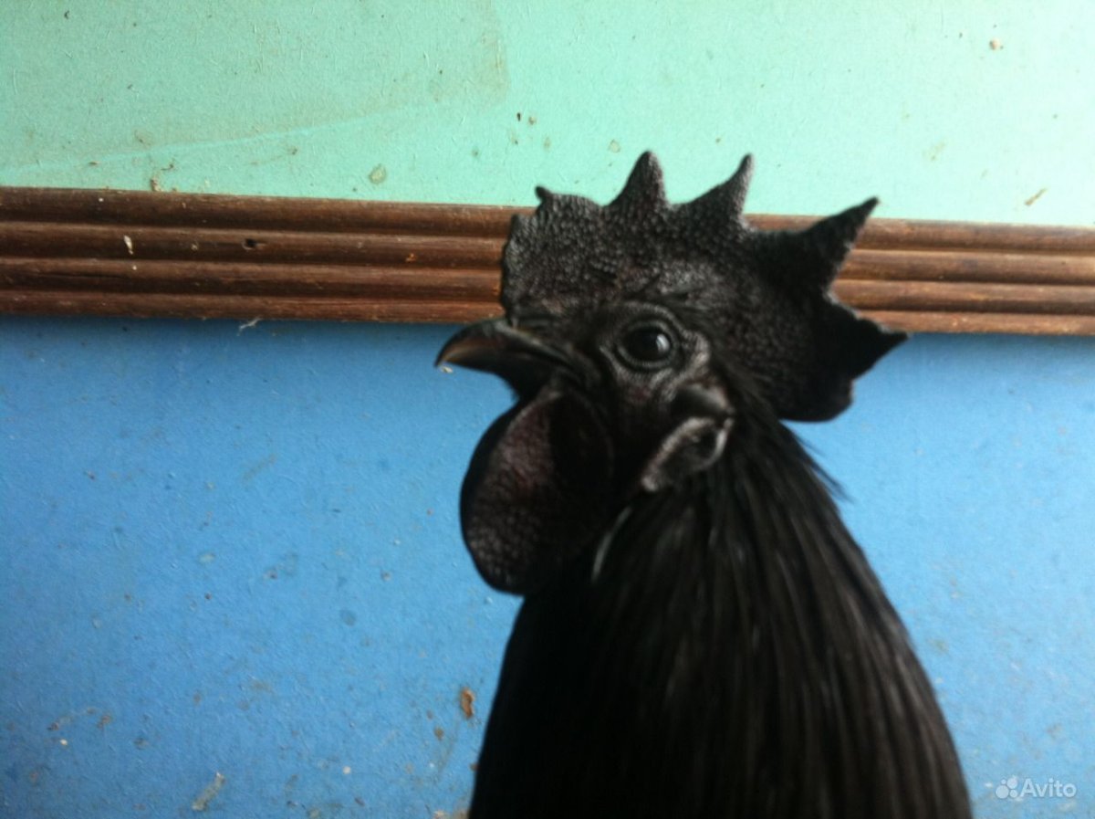 Птица Ухейилюй