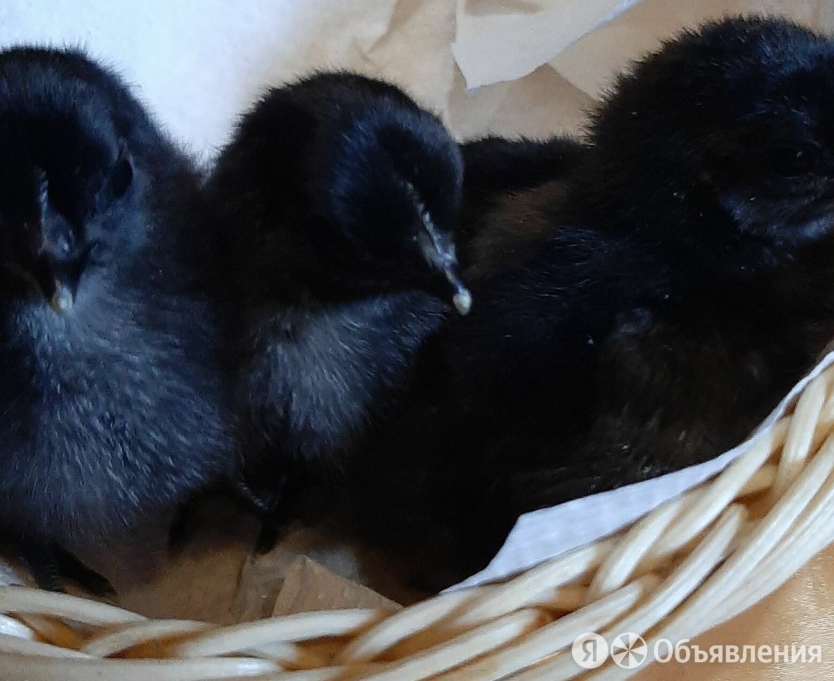 Белый Ухейилюй