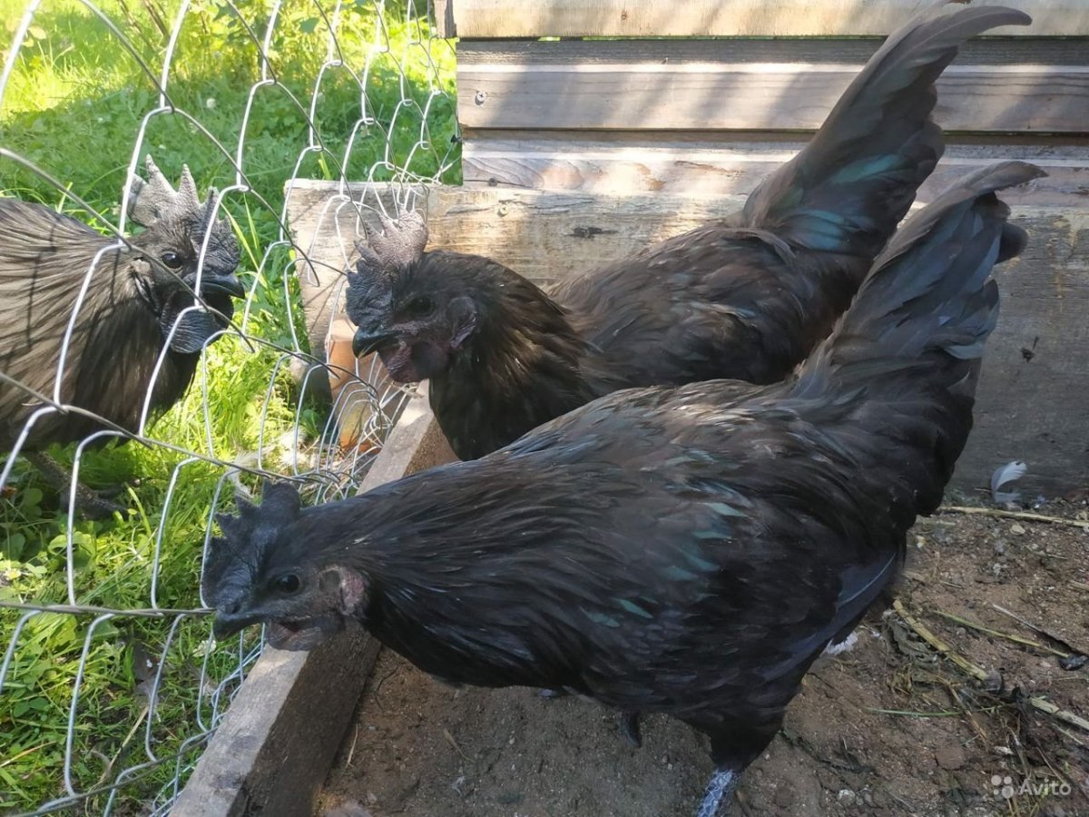 Порода куриц Ухейилюй