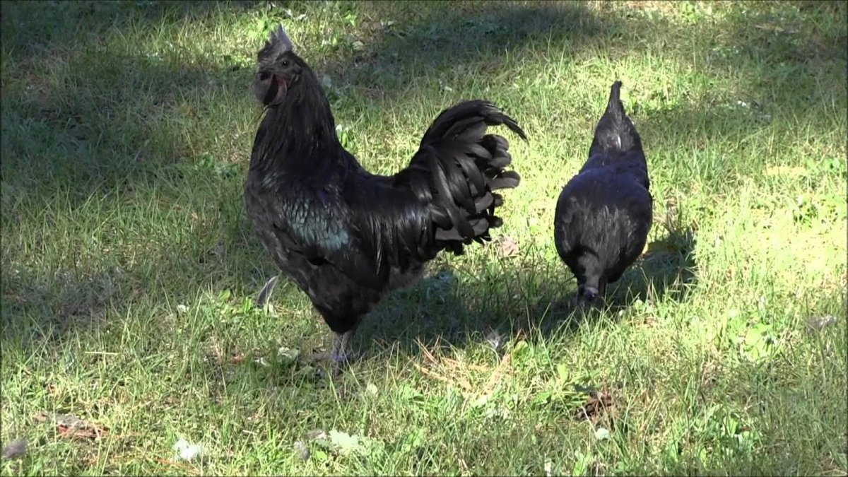 Петух породы Аям Цемани