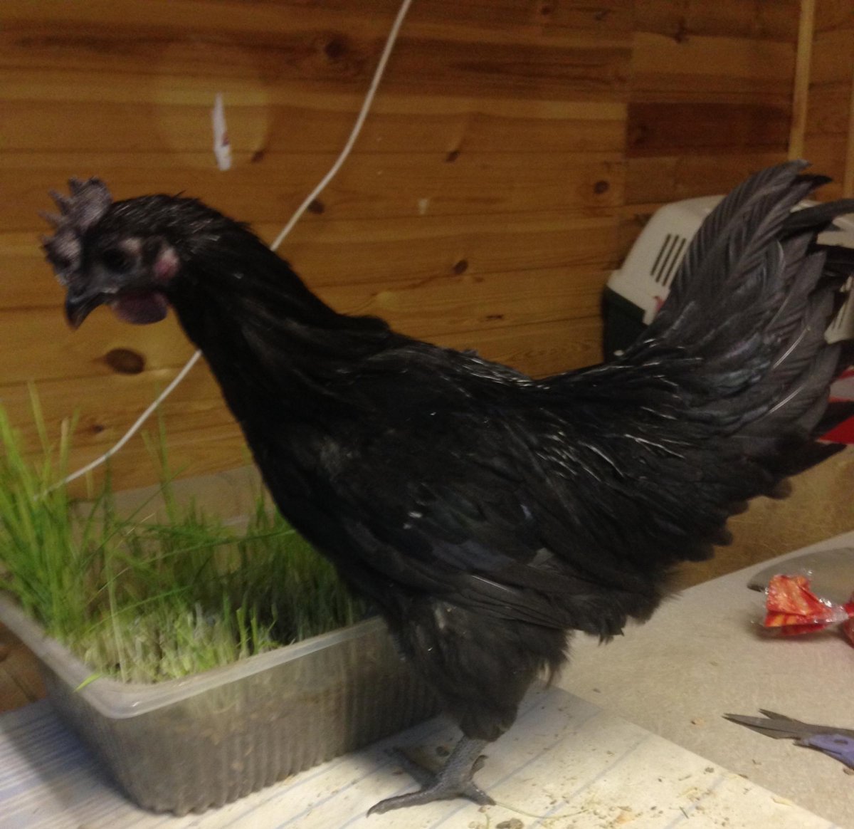 Петух породы Ухейилюй