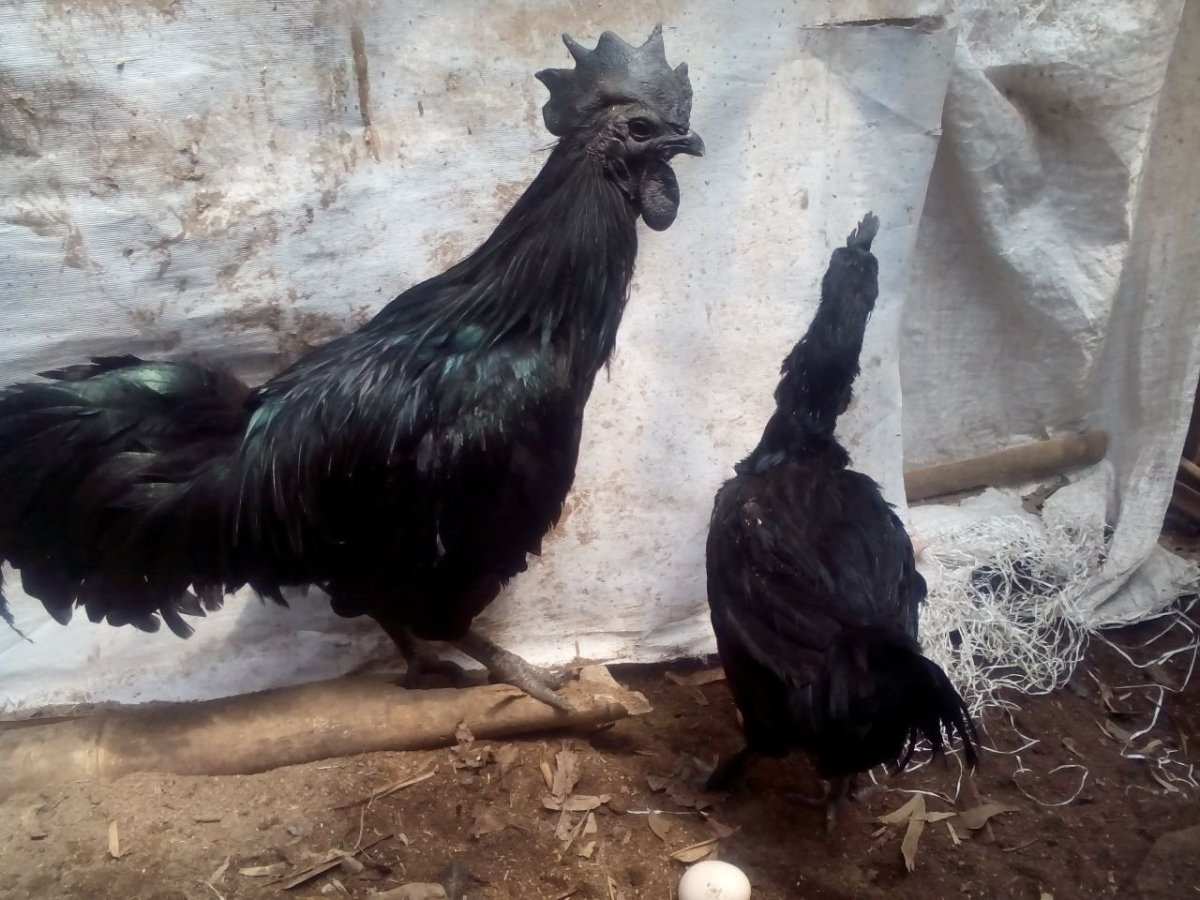 Чёрная китайская курица Ухейилюй