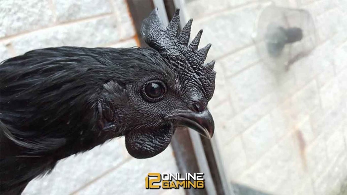 Белый Ухейилюй