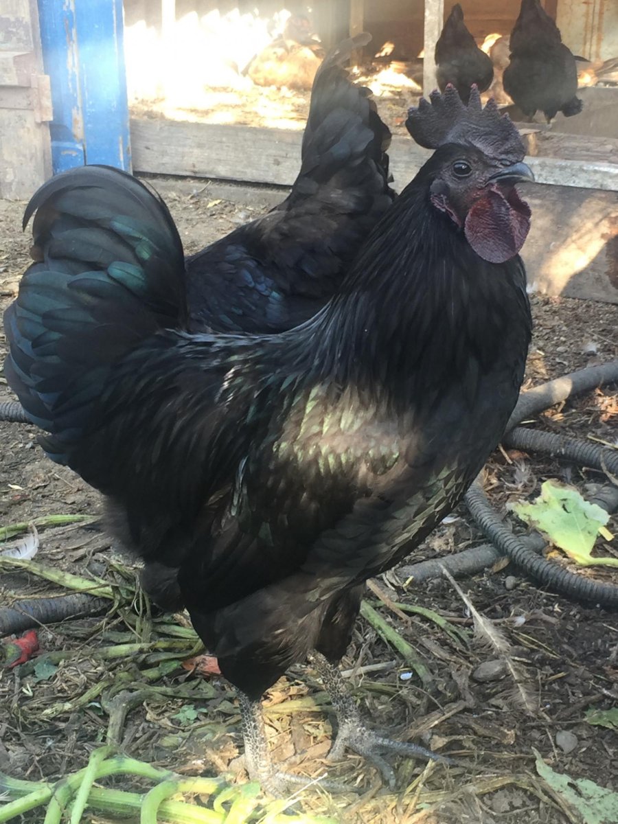 Петух породы Ухейилюй