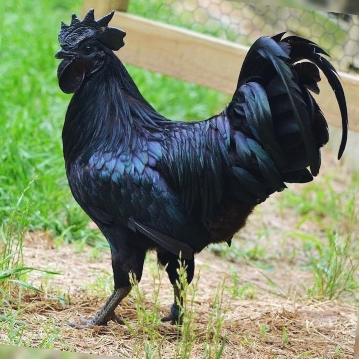 Петух Ухейилюй