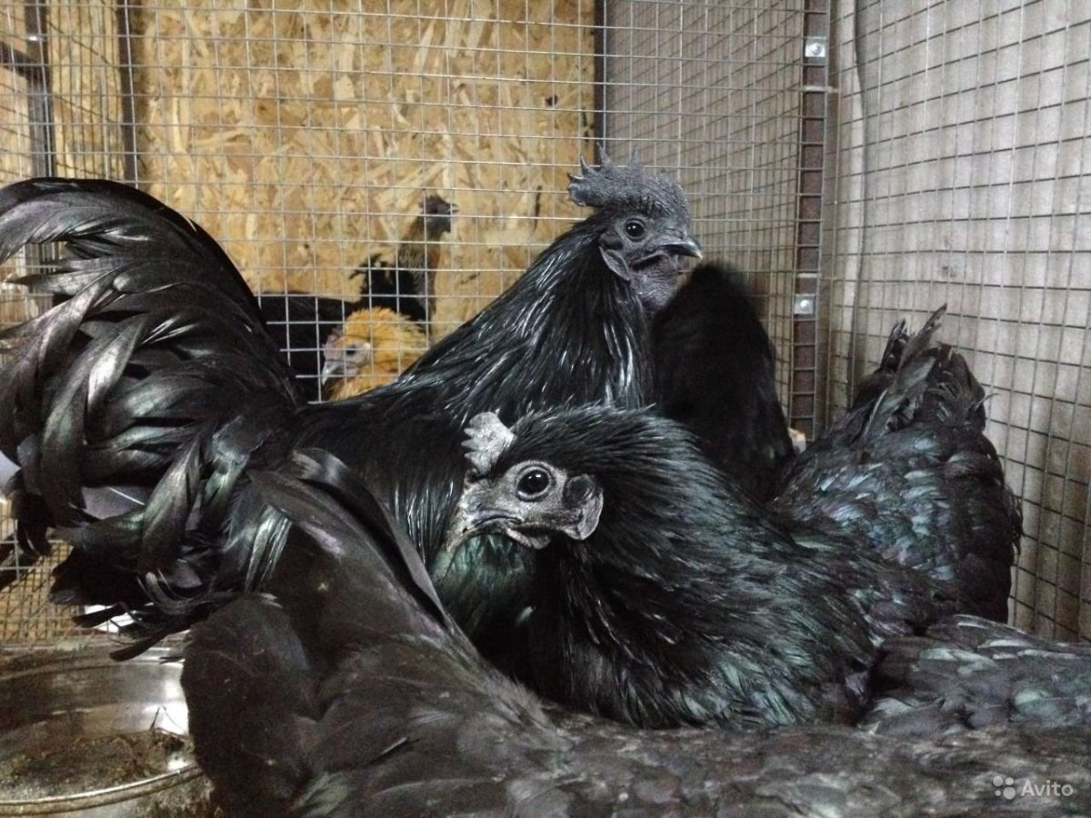 Черные куры Аям Цемани