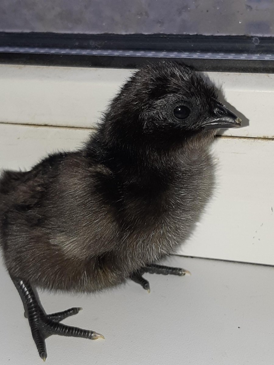 Лакеданзи и Ухейилюй