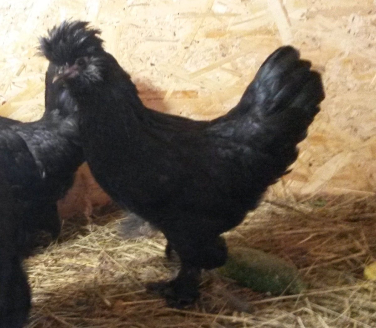 Сибирская мохноножка курица