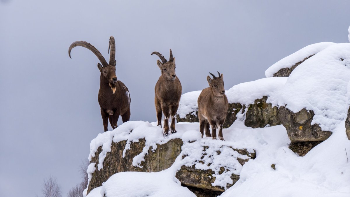 Сибирский горный козленок