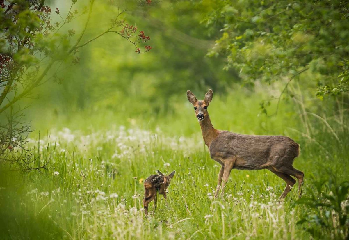 Косуля Приморский край
