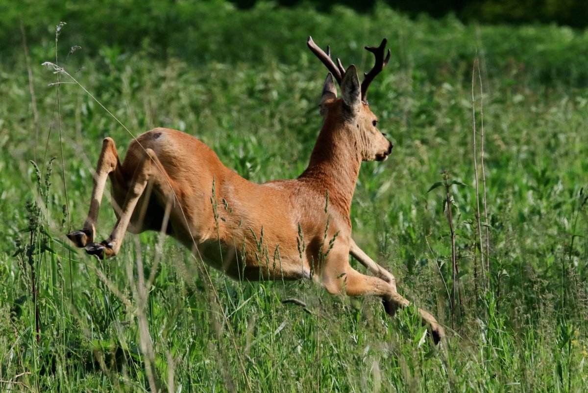 Косуля в Новосибирской области