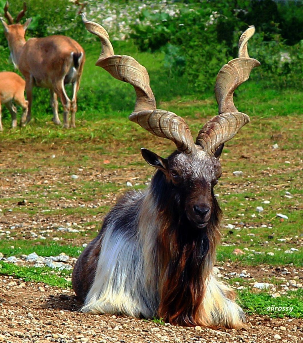 Мархур Винторогий козел