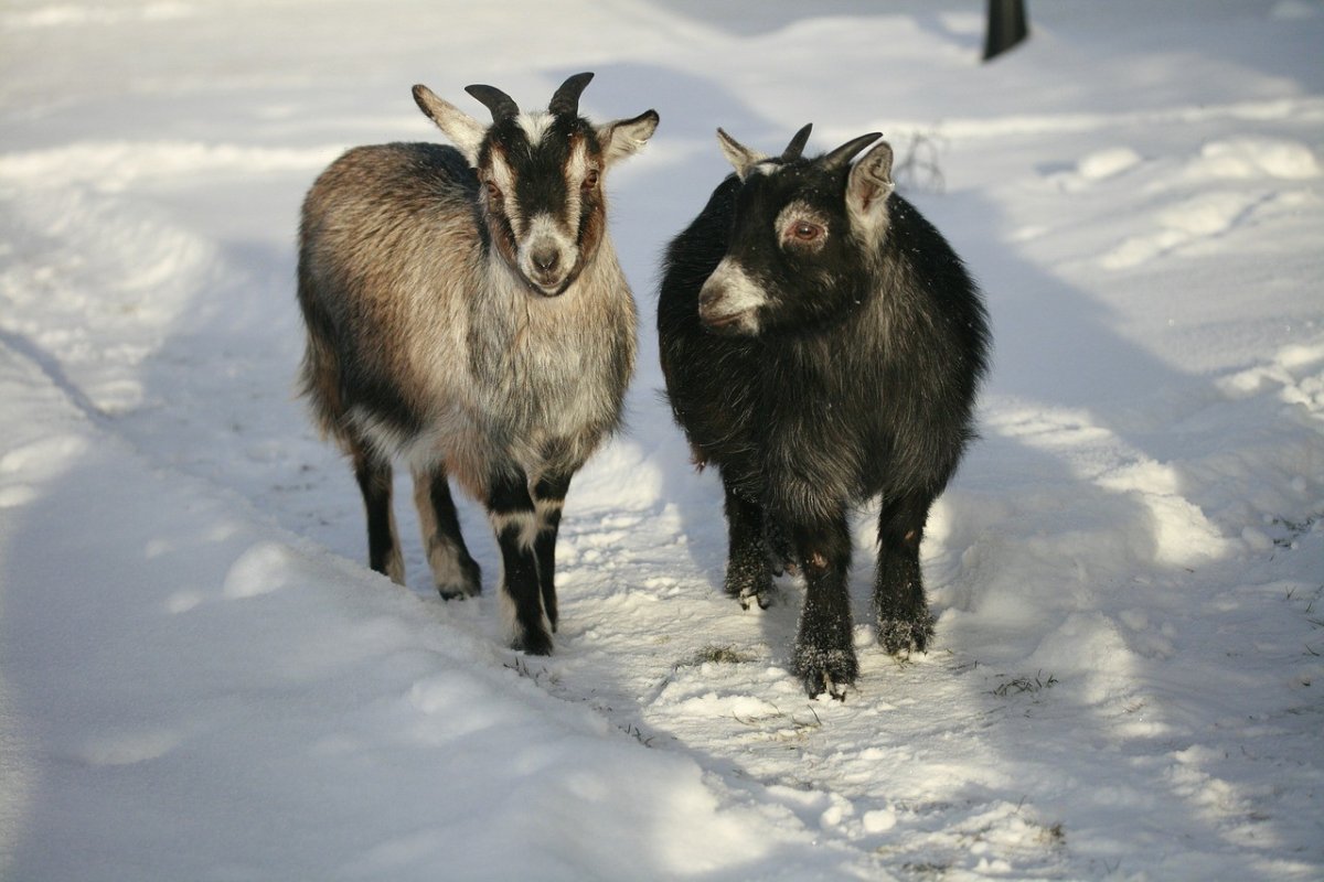 Коза зимой