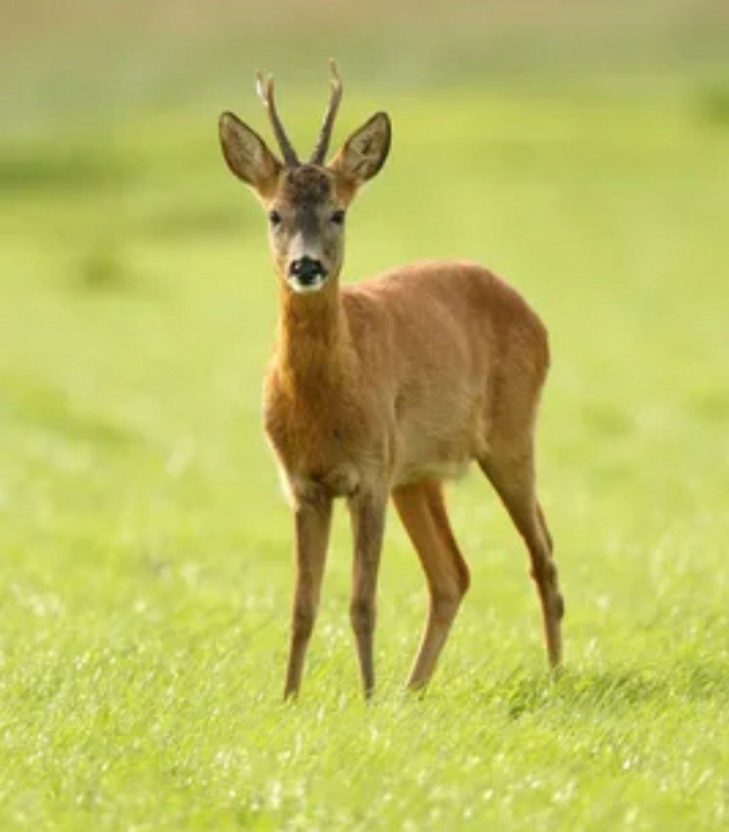 Европейская косуля (capreolus capreolus)