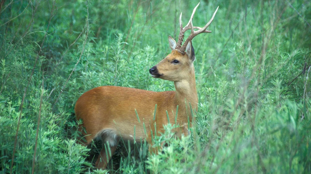 Сибирская косуля capreolus pygargus