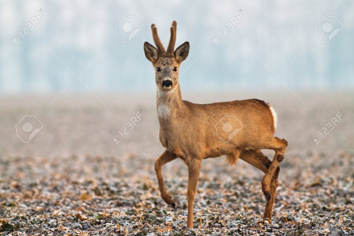 Европейская косуля