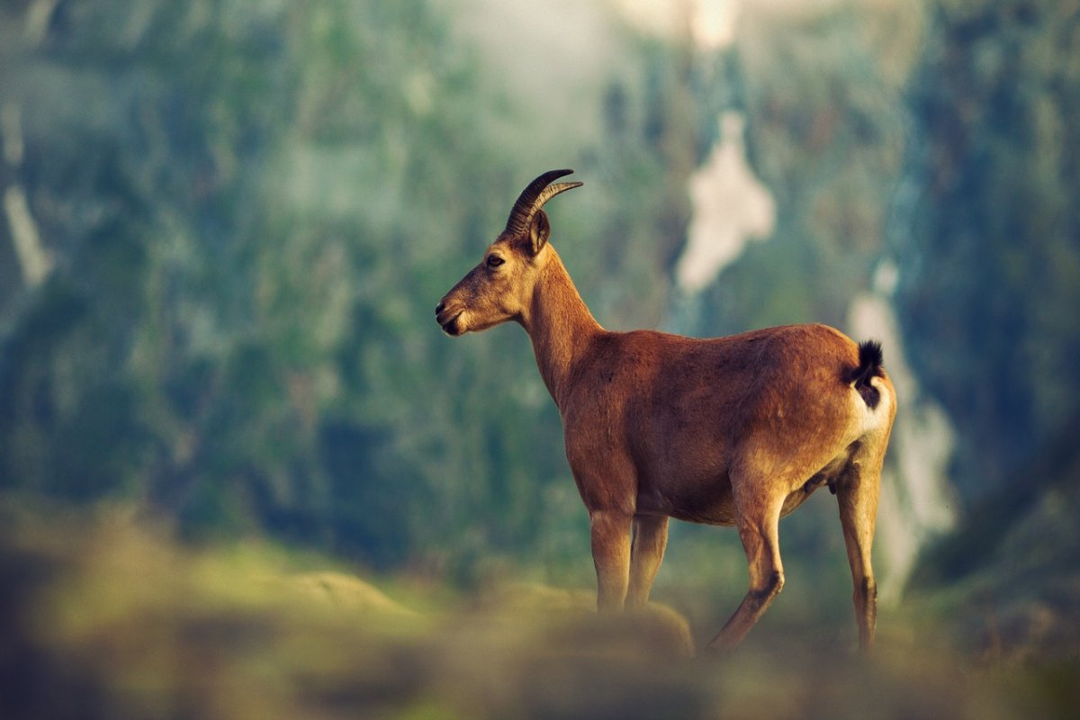 Красивая природа козы