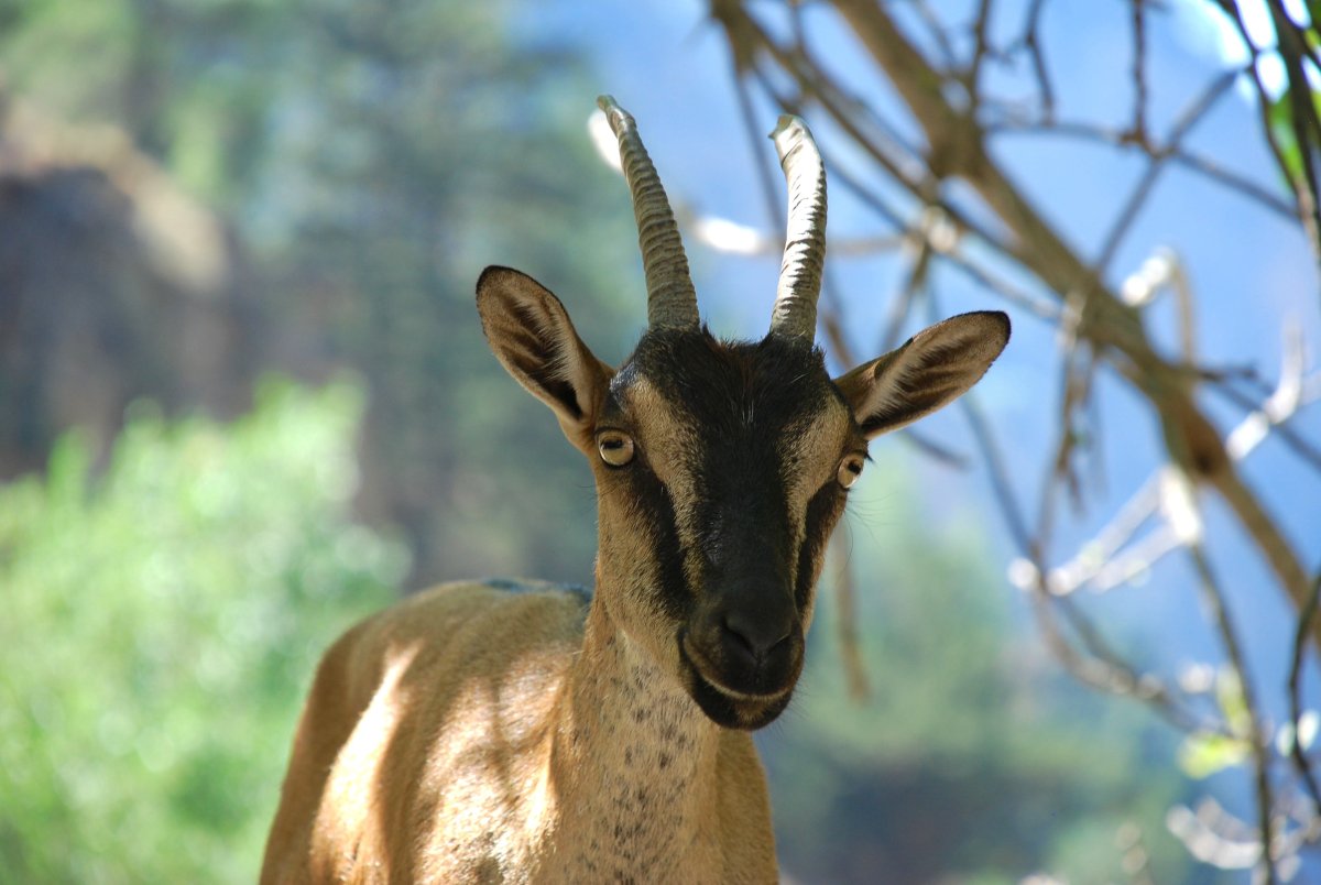 Лесная коза Дикая коза