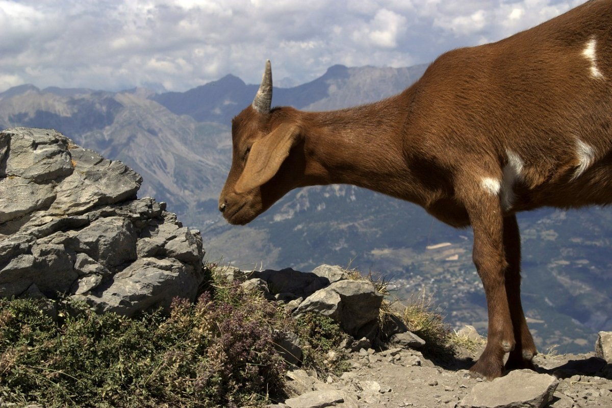 Абиссинский горный козел