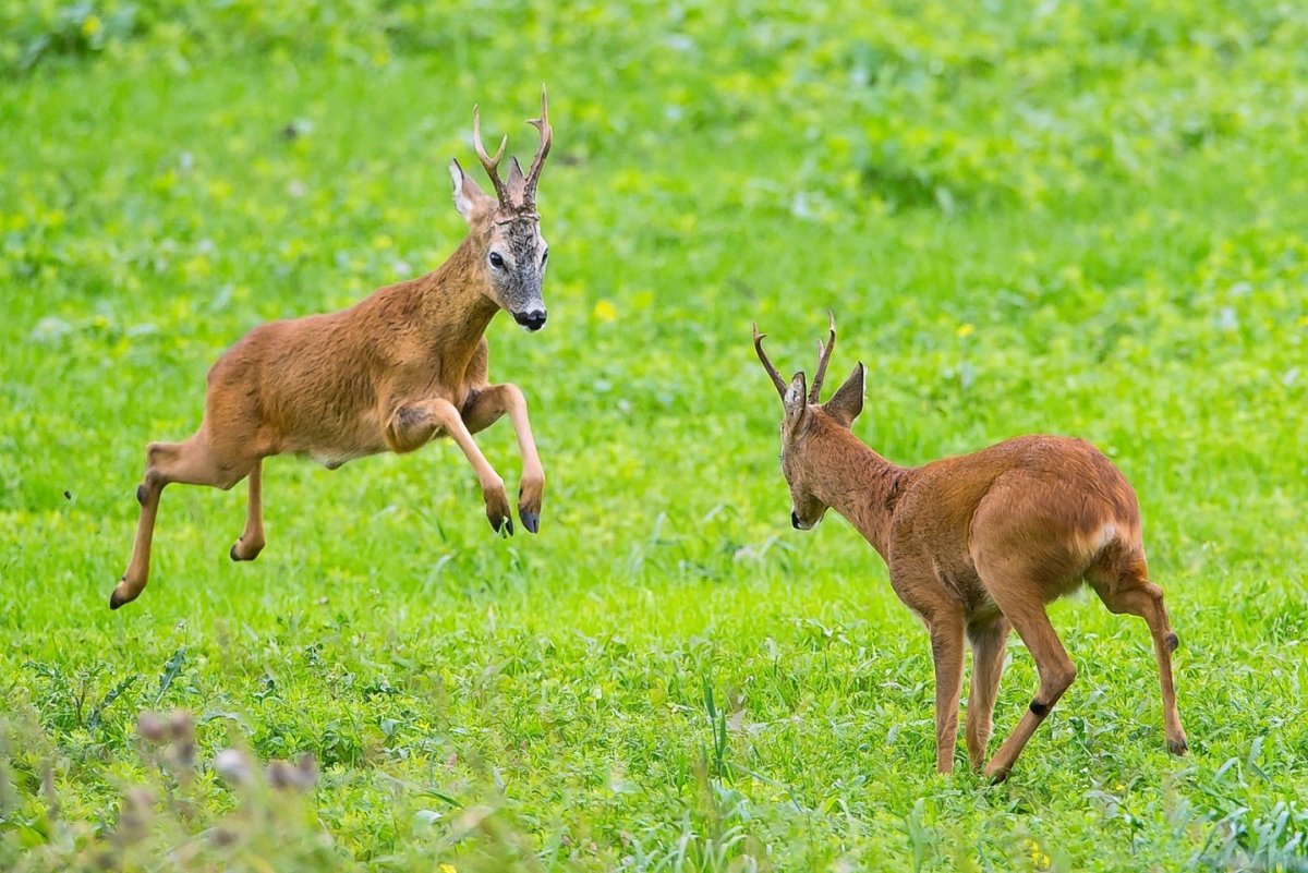 Европейская косуля самка