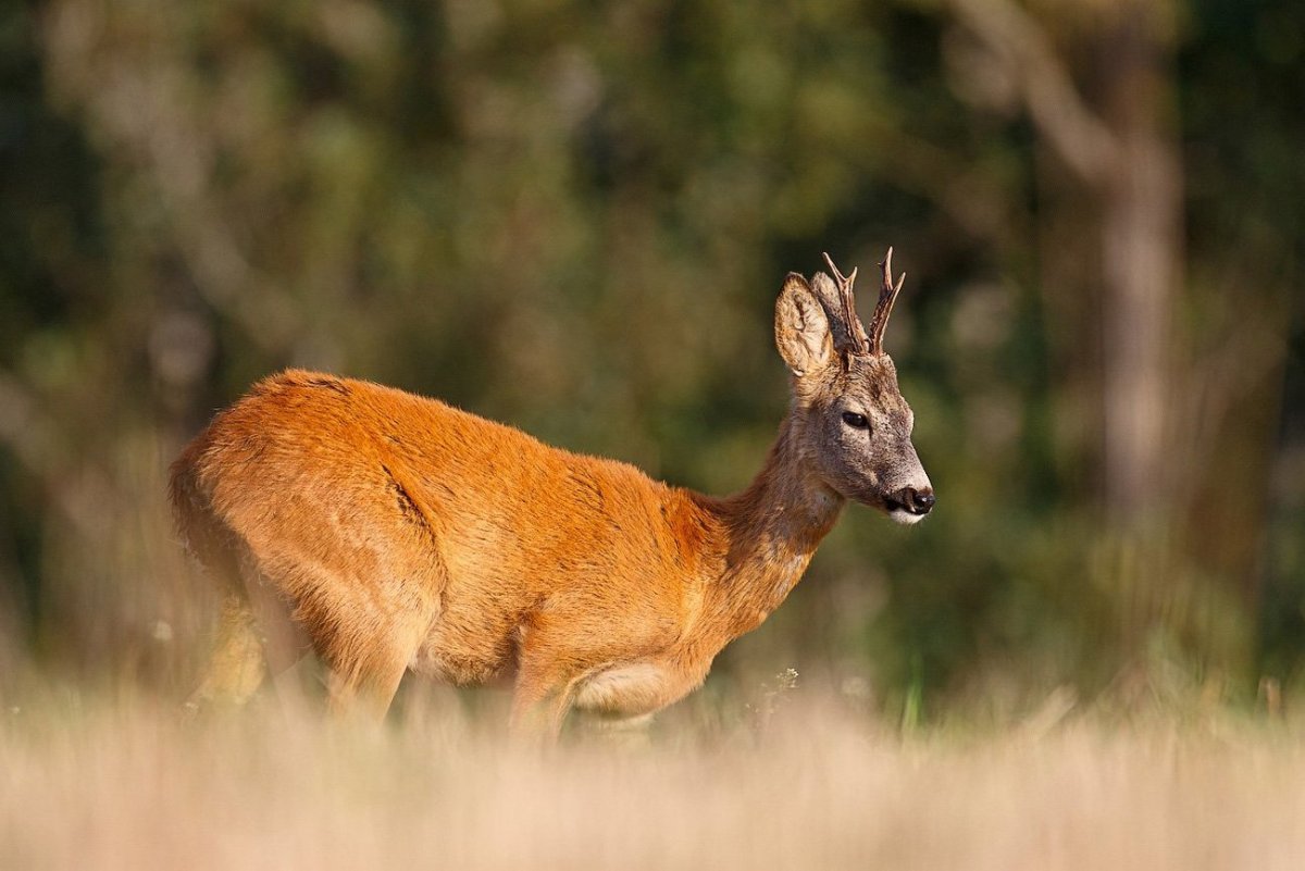 Сибирская косуля capreolus pygargus