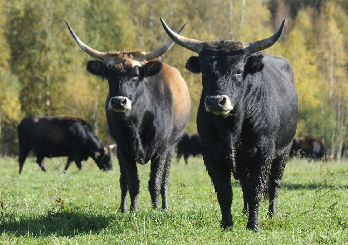 Чешская корова