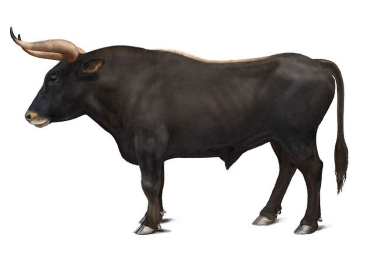 Красивый бык